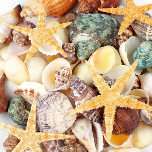 Pcs natural seashells and - natural,