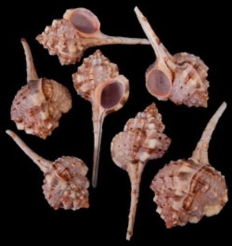 Assorted haustellum murex - assorted,
