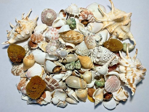 Lbs large indo seashells - lbs.,