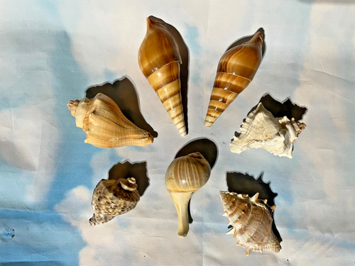 Vintage seashell lot - vintage, of