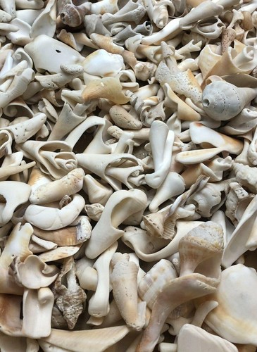 Spiral whelk conch snail - spiral,