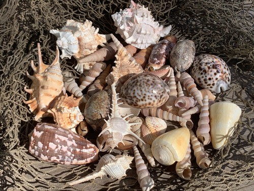 Large beautiful seashells sea - large,