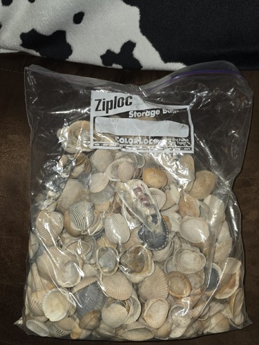 Assorted bag sea shells - assorted,