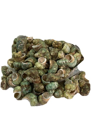 Natural sea shells pounds of - shells,