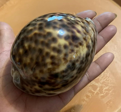 Large natural polished - natural, tiger
