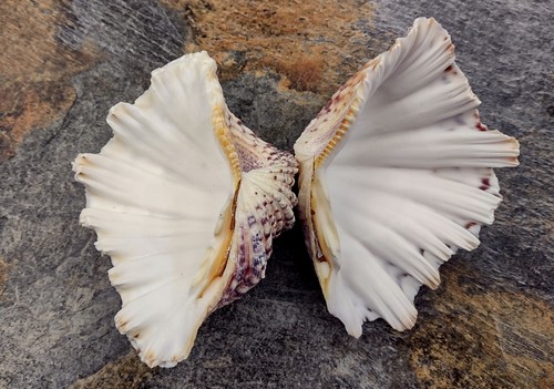 Bear paw clam seashell - bear,