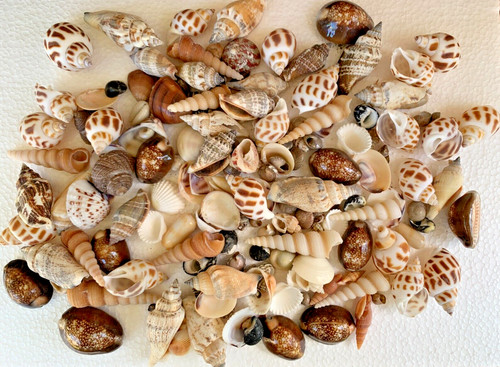Assorted mixed seashells sea - seashells,
