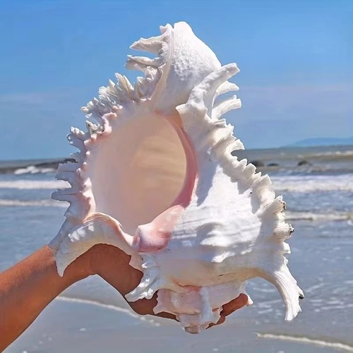 Large white murex ramosus - white,