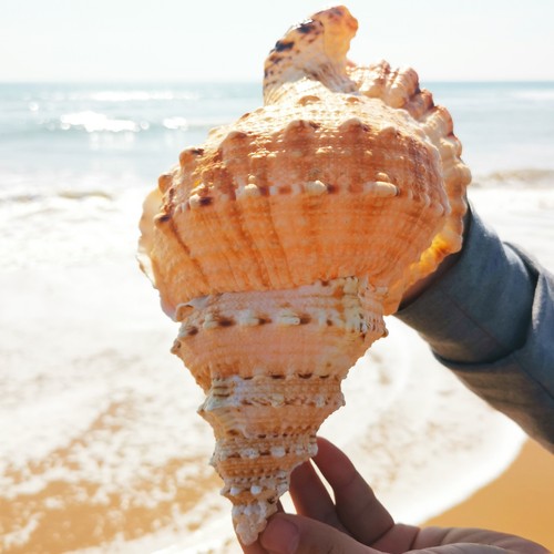 Natural rubeta conch - rubeta, sea