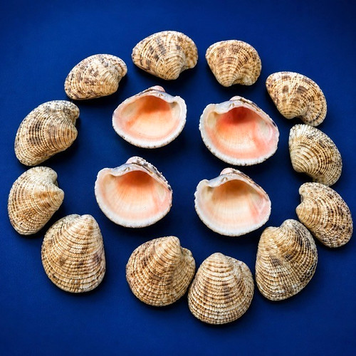 Lady waiting venus seashell - lady, in