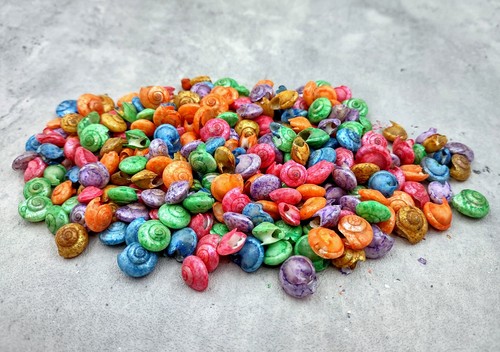 Rainbow umbonium dyed - rainbow,