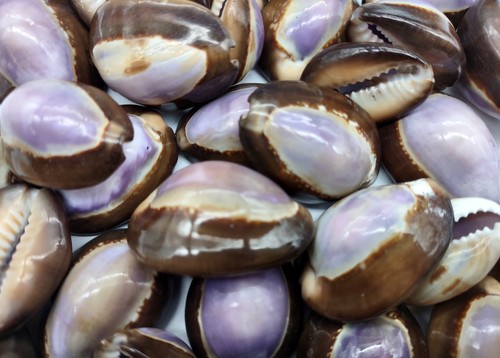 Purple top serpent head - purple,