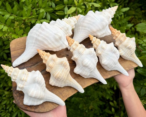 Large florida horse - 6-7", conch