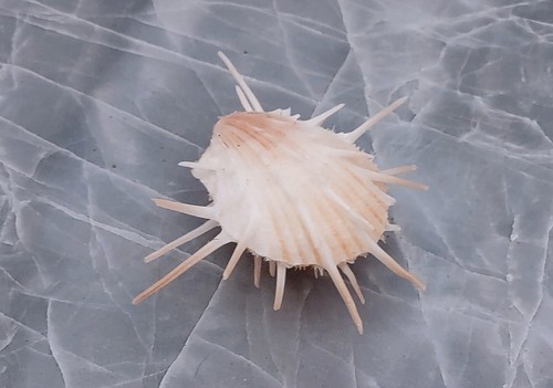 Imperial thorny oyster shell - imperial,