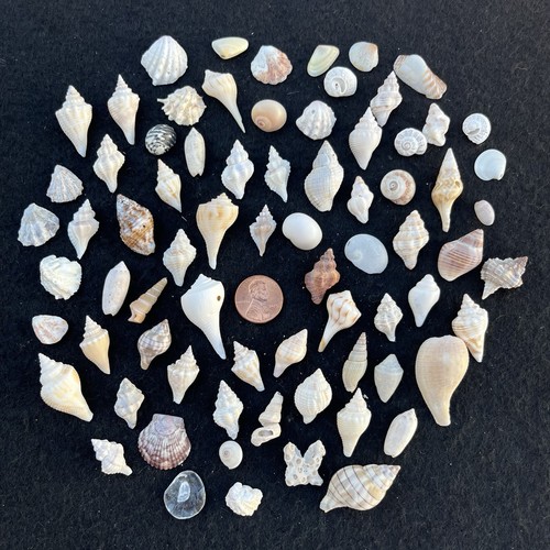 Beautiful small sea - small, shells