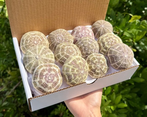 Pack gift box - 12,
