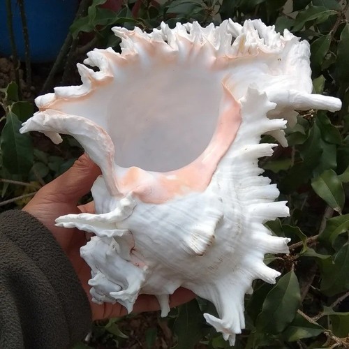 Large white murex ramosus - white,