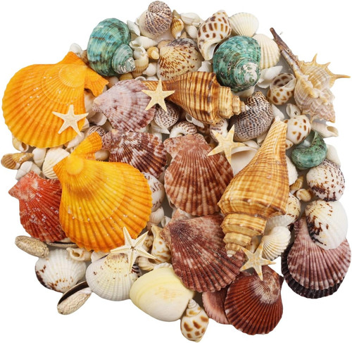 135 pcs sea shells - 135,
