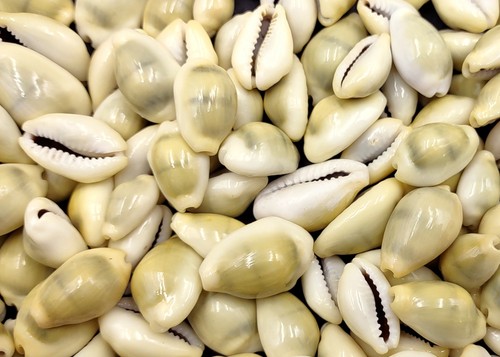 Money cowrie seashells bulk - money,