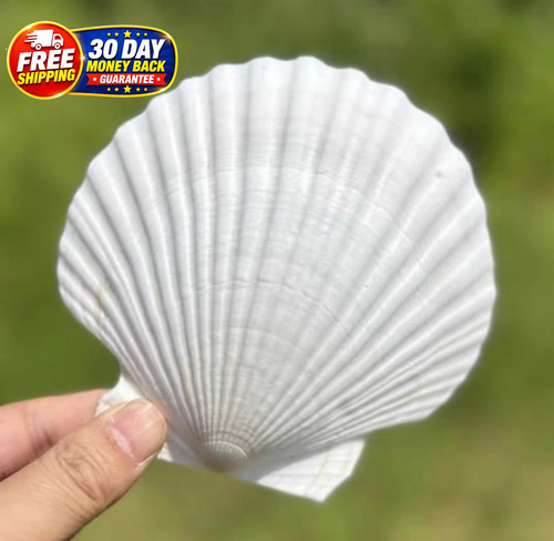 Pcs large scallop shells - 10,