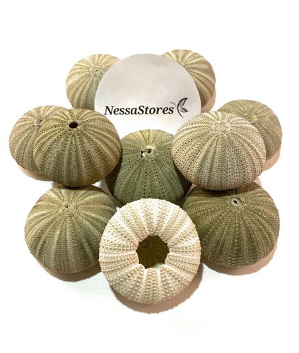 Green sea urchins seashells - green,