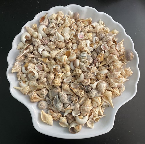 Mini sanibel seashells 5oz - sanibel,
