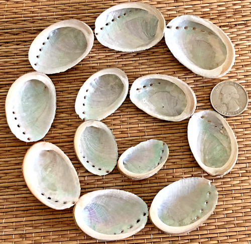 Small black abalone sea - black,