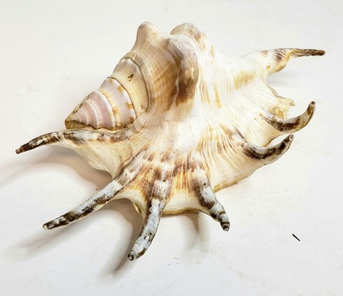 Lambis spider conch seashell - ,