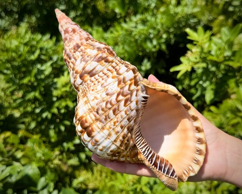 Jumbo caribbean triton - caribbean, trumpet