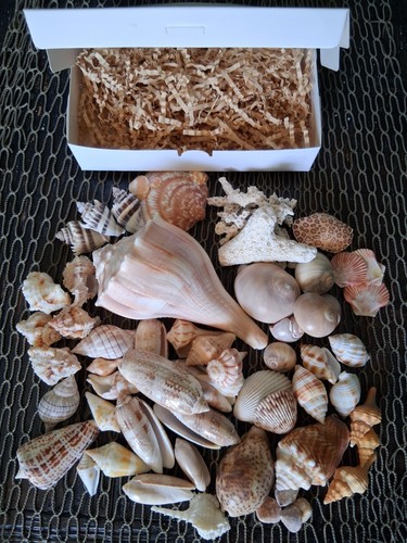 Bulk lot florida - of, shells