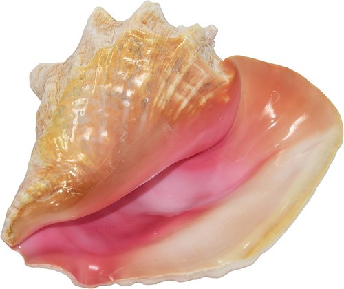 Huge conch seashell - huge,