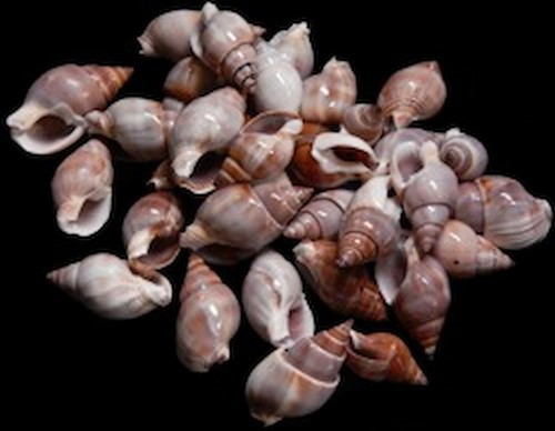 Brown marginella shells 1 2 - shells,
