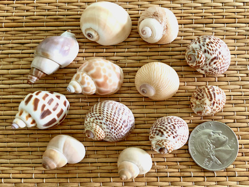 Small sea shells - small,
