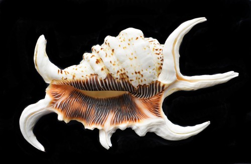 One beautiful spyder conch - beautiful,